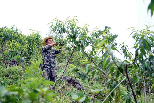 段熊：赶着山猪奔小康