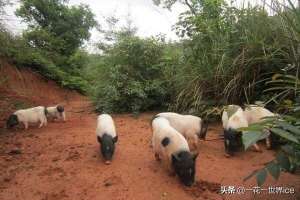 肉狗养殖利润与成本(今年在家养殖这几种，成本低、收益快、市场需求高)