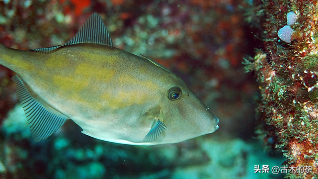 绿鳍马面鲀的生物学特性和养殖技术