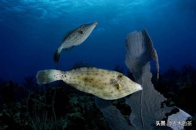 绿鳍马面鲀的生物学特性和养殖技术