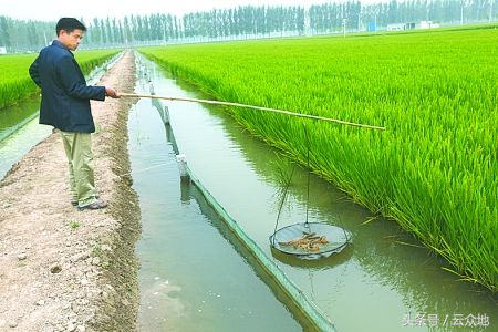 稻田共生养泥鳅，青苔如何防除？泥鳅防逃方法？有没有政策支持？