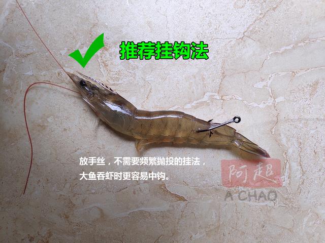 如何钓海鲈，用什么饵好，用什么钓组钓花鲈，哪里可以钓到海鲈？