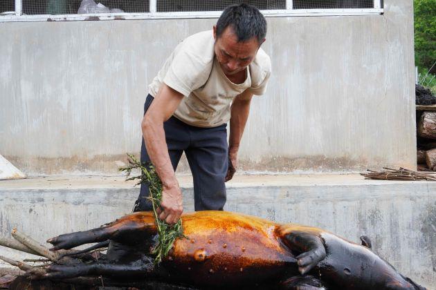 段熊：赶着山猪奔小康