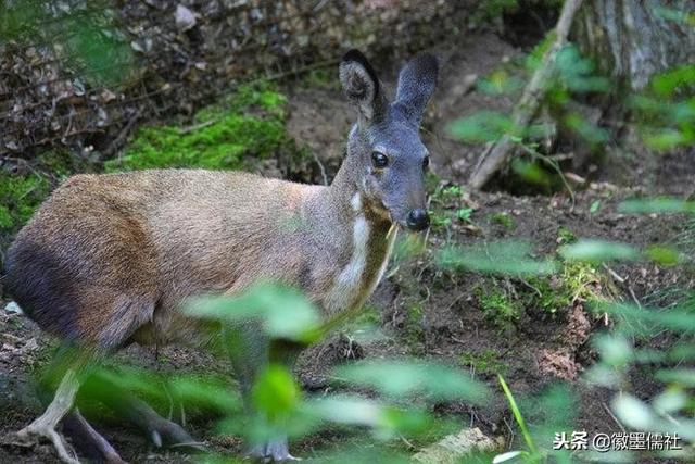 林麝养殖产业在脱贫攻坚中能脱贫、稳得住、不返贫的作用日益彰显