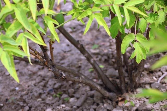 阳台养牡丹花，有“一点”很重要，花大色艳，每年开花，富贵圆满