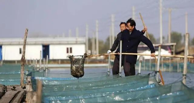 黄河口大闸蟹人工养殖技术，及影响大闸蟹生长发育的因素