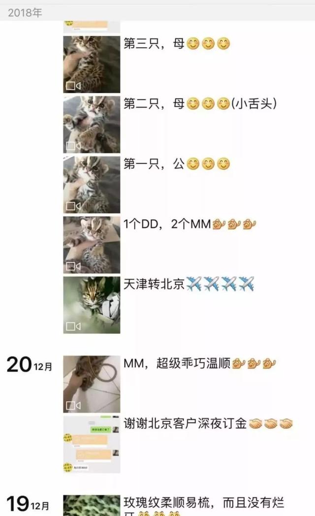 将野生猫科动物当宠物养？我劝你善良