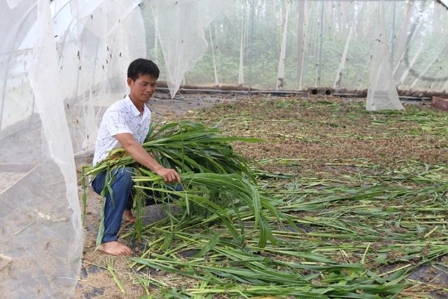 象州县马坪镇回龙村委大翁屯建档立卡贫困户养殖小蚂蚱，走上致富路