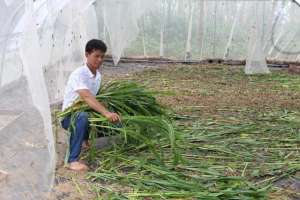 广西蝗虫养殖(象州县马坪镇回龙村委大翁屯建档立卡贫困户养殖小蚂蚱，走上致富路)