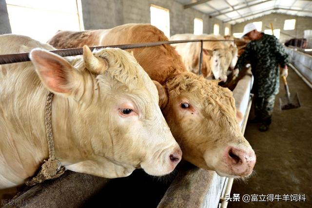 肉牛繁殖问题及解决办法