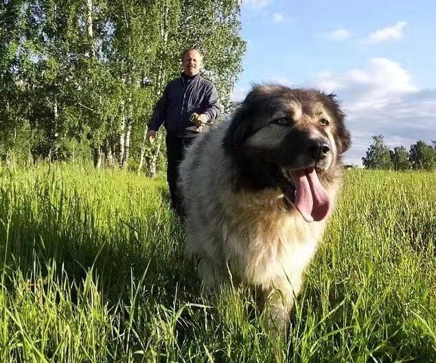 “牧场守护者”猛犬高加索