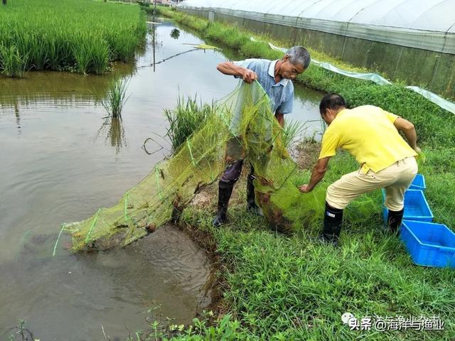 稻渔综合种养技术的广东实践