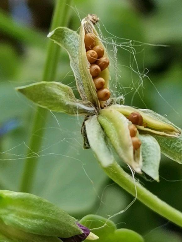 怎样让角堇结种子？人工授粉走一波，秋冬不花钱种出好几盆