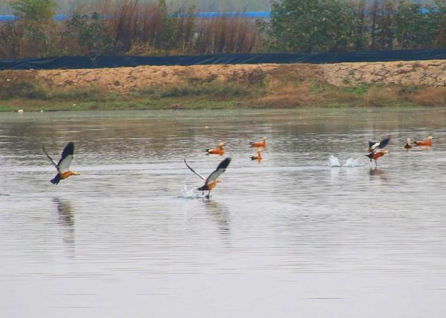 忠贞不渝的“爱情鸟”赤麻鸭，相中了湖北孝感朱湖湿地