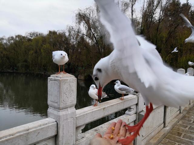 在四季如春的昆明感受寒流的侵袭，也尽情享受了喂鸽子的乐趣