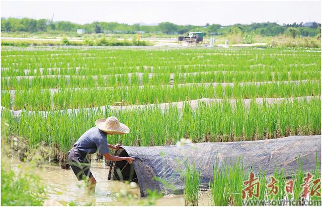 小禾虫变“致富虫”    要闯几道关