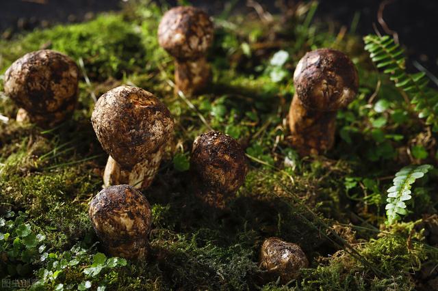 食用菌5000多种，松茸为什么如此昂贵？看看松茸的生长过程