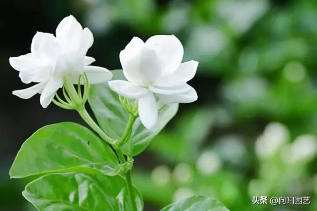 茉莉花怎么养？了解茉莉生长习性，定期点白醋水，白花挂满盆