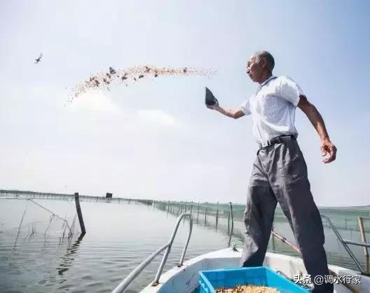 螃蟹养殖塘口野杂鱼虽体格不大，料少、水浑等状况却总是罪魁祸首