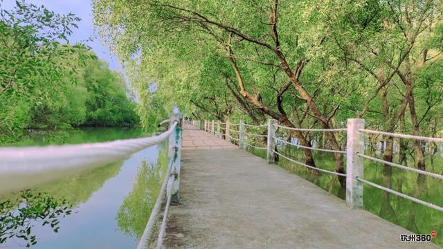 藏在钦州康熙岭海堤的“秘密”栈道，还有一群“白色精灵”