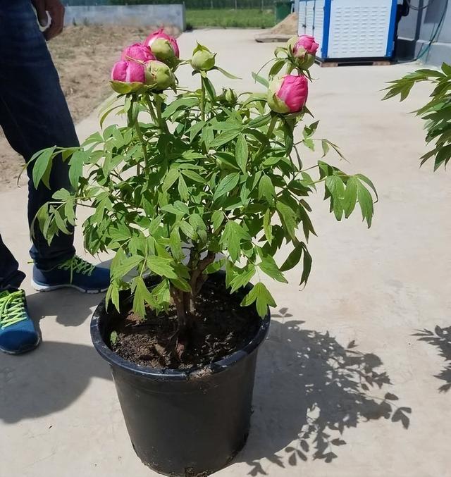 阳台养牡丹花，有“一点”很重要，花大色艳，每年开花，富贵圆满