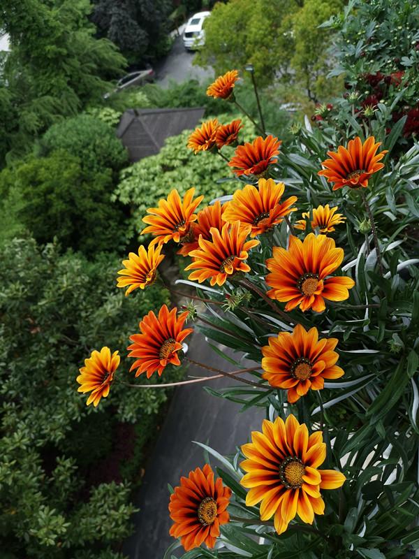 盆栽勋章菊，像太阳花一样好养，全年开花，花色灿烂，南北都能种