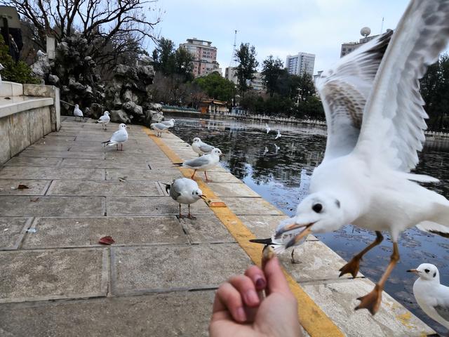 在四季如春的昆明感受寒流的侵袭，也尽情享受了喂鸽子的乐趣