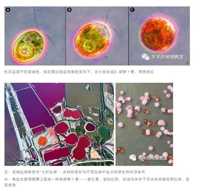 盐湖的玫瑰色是怎么酿成的？（玫瑰湖美照大放送）