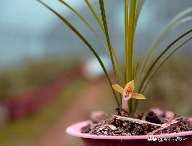 3月种植下山春兰必知否则很难服盆，这几个操作过程不能少