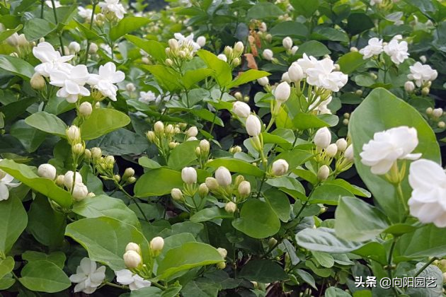 茉莉花怎么养？了解茉莉生长习性，定期点白醋水，白花挂满盆