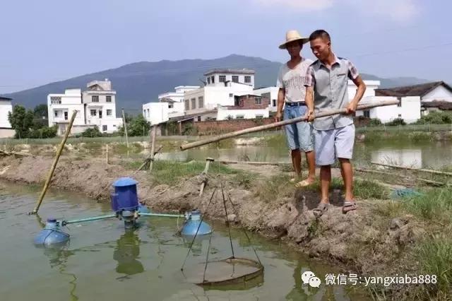 厉害！这个“仿生学+生物絮团”生态养虾模式轰动广西！