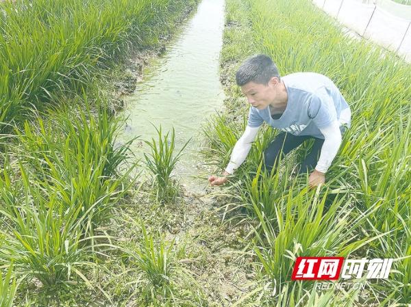 天元区：“蛙稻鳅共生”新模式 生态种养每亩收益超3万元