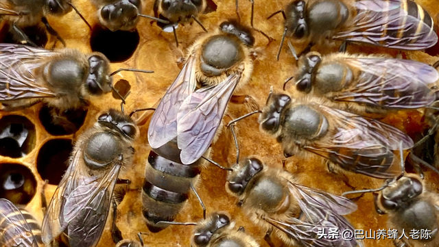 养蜂一定要狠，如果你不狠，一定养不好蜜蜂