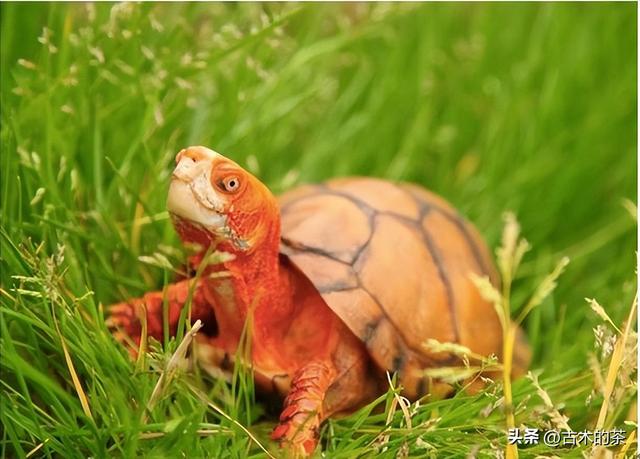 墨西哥箱龟生物学特性及人工养殖技术