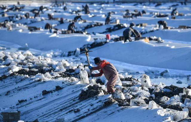 全景实拍！冰天雪地，东港挖蛏人……