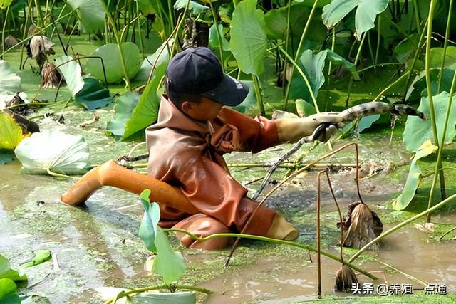 藕塘套养黄鳝、泥鳅，一塘三收，生态+高效，生物改底、易调水