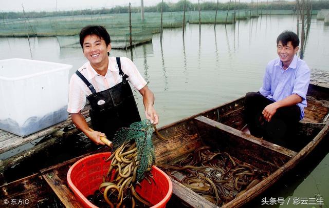 鳝鱼如何养殖，人工养殖鳝鱼的技术措施