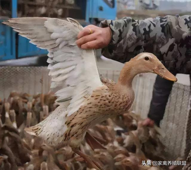 养鸭的人笑，养鹅的人却有苦说不出，明年的家禽行情已初现端倪？