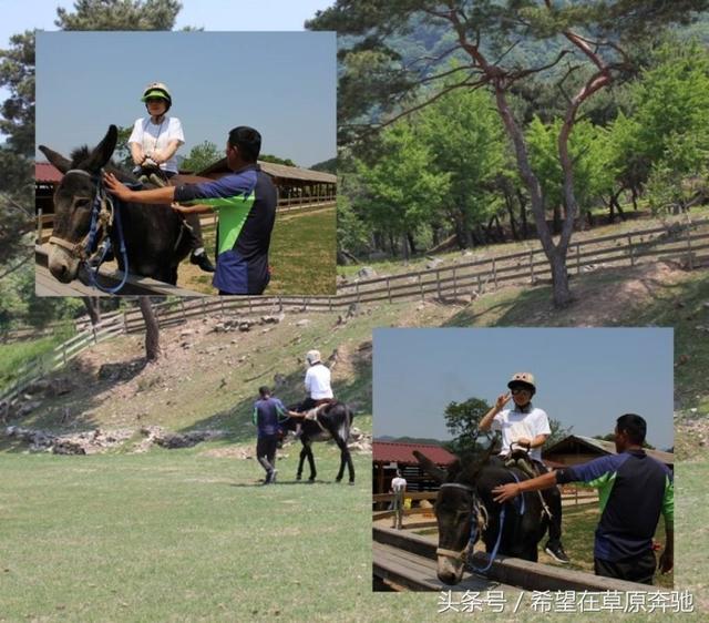 肉牛养殖场是否可以转变成休闲观光牧场？可借鉴韩国韩牛体验农场