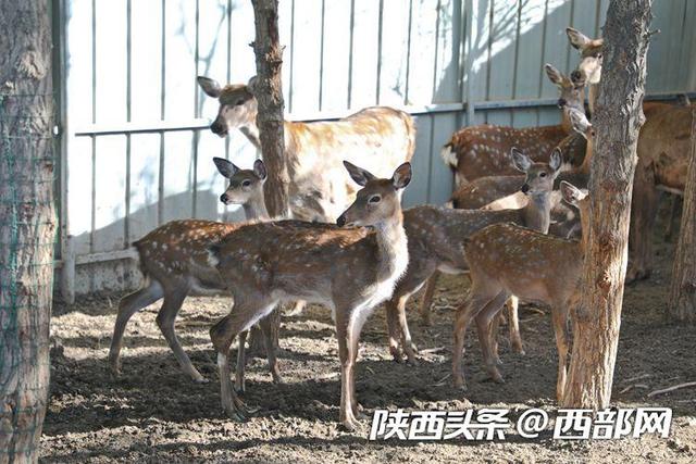 把梅花鹿养到戈壁滩上的陕西俊后生