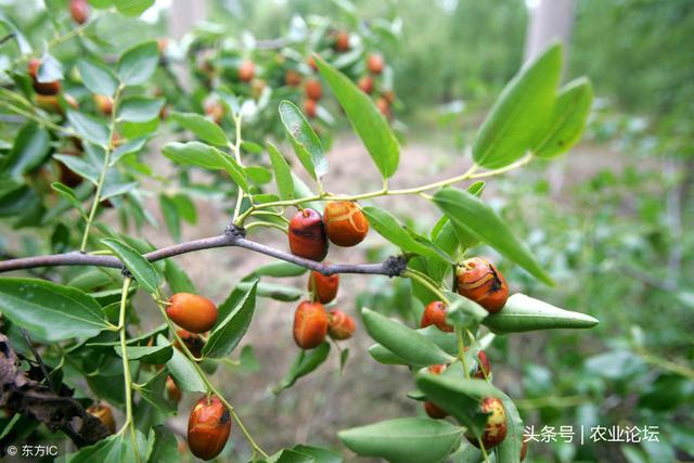 枣树苗批发价格在多少钱一棵？记住这6招种植当年就能挂果！