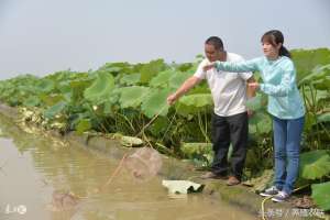 广东泥鳅养殖(泥鳅苗春季入池前后七大注意事项，泥鳅养殖管理技术)