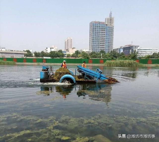 潍坊虞河白浪河水草大作战