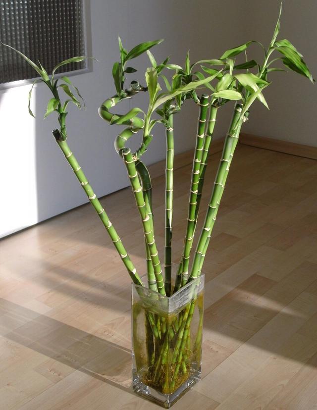 适合养浴室里的10种盆栽植物，有观花植物和观叶植物，选哪种？