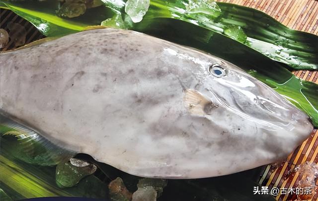 绿鳍马面鲀的生物学特性和养殖技术