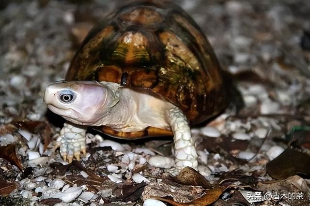 墨西哥箱龟生物学特性及人工养殖技术