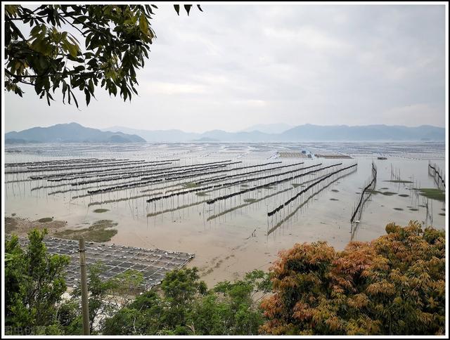 谈谈我国海带养殖行业的效益及未来发展趋势