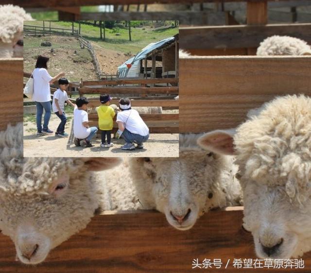 肉牛养殖场是否可以转变成休闲观光牧场？可借鉴韩国韩牛体验农场