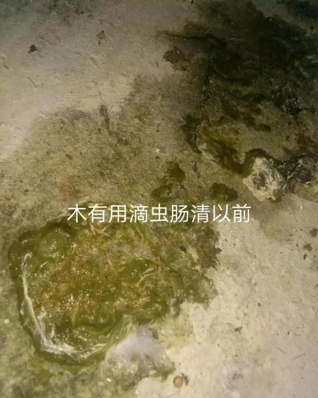 终于收集齐全了，全国各地的鸽子市场！养鸽人一定要收藏了