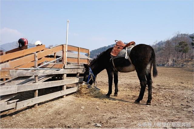 肉牛养殖场是否可以转变成休闲观光牧场？可借鉴韩国韩牛体验农场